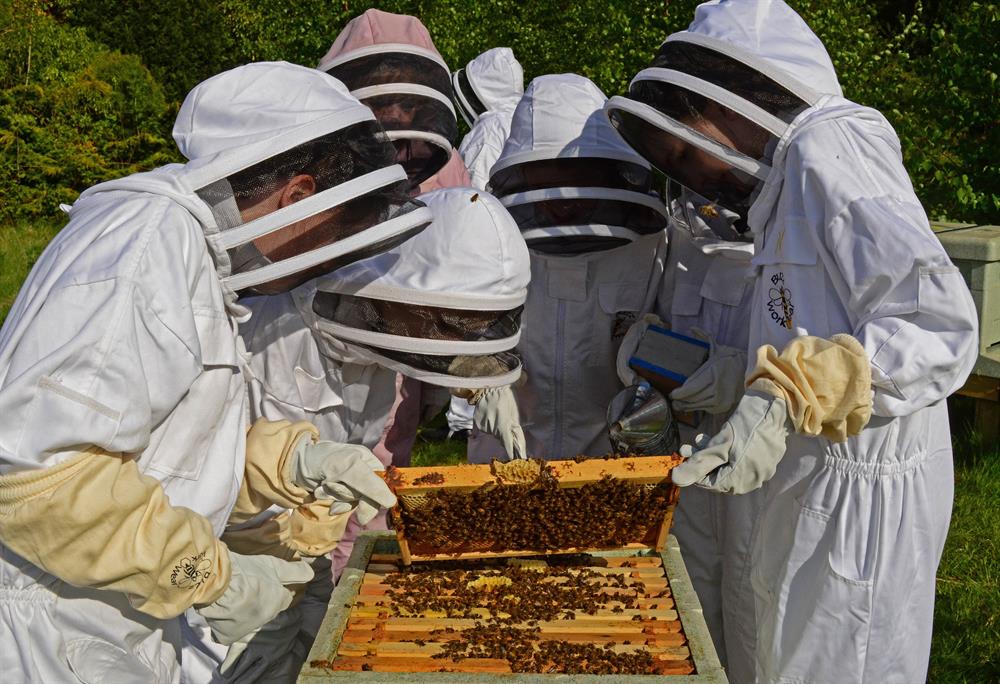Beekeepers attending a hive