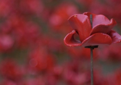 The story of the poppy