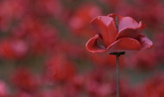 single red poppy for service of remembrance