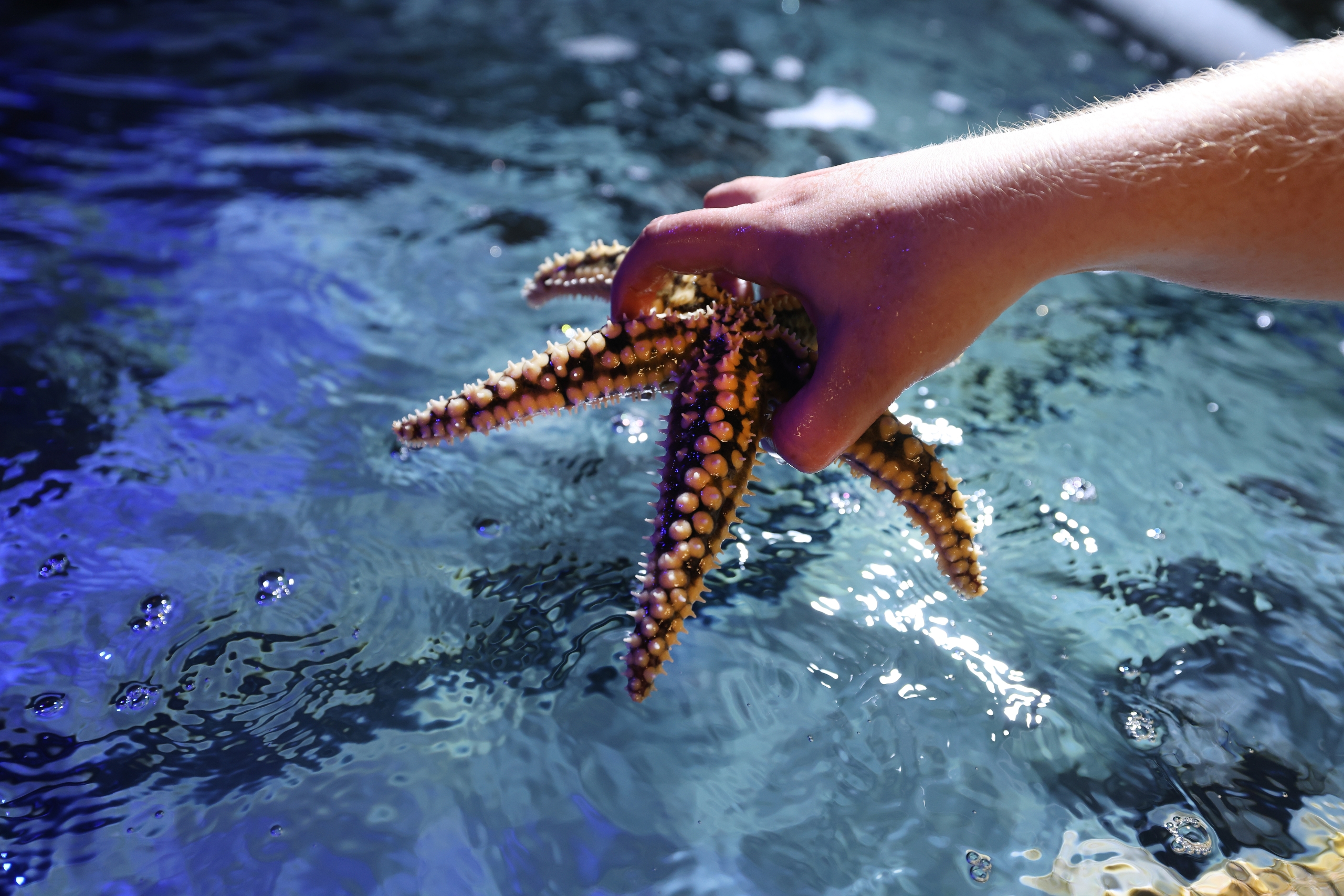 hand holding onto a starfish in the water at world museum aquarium