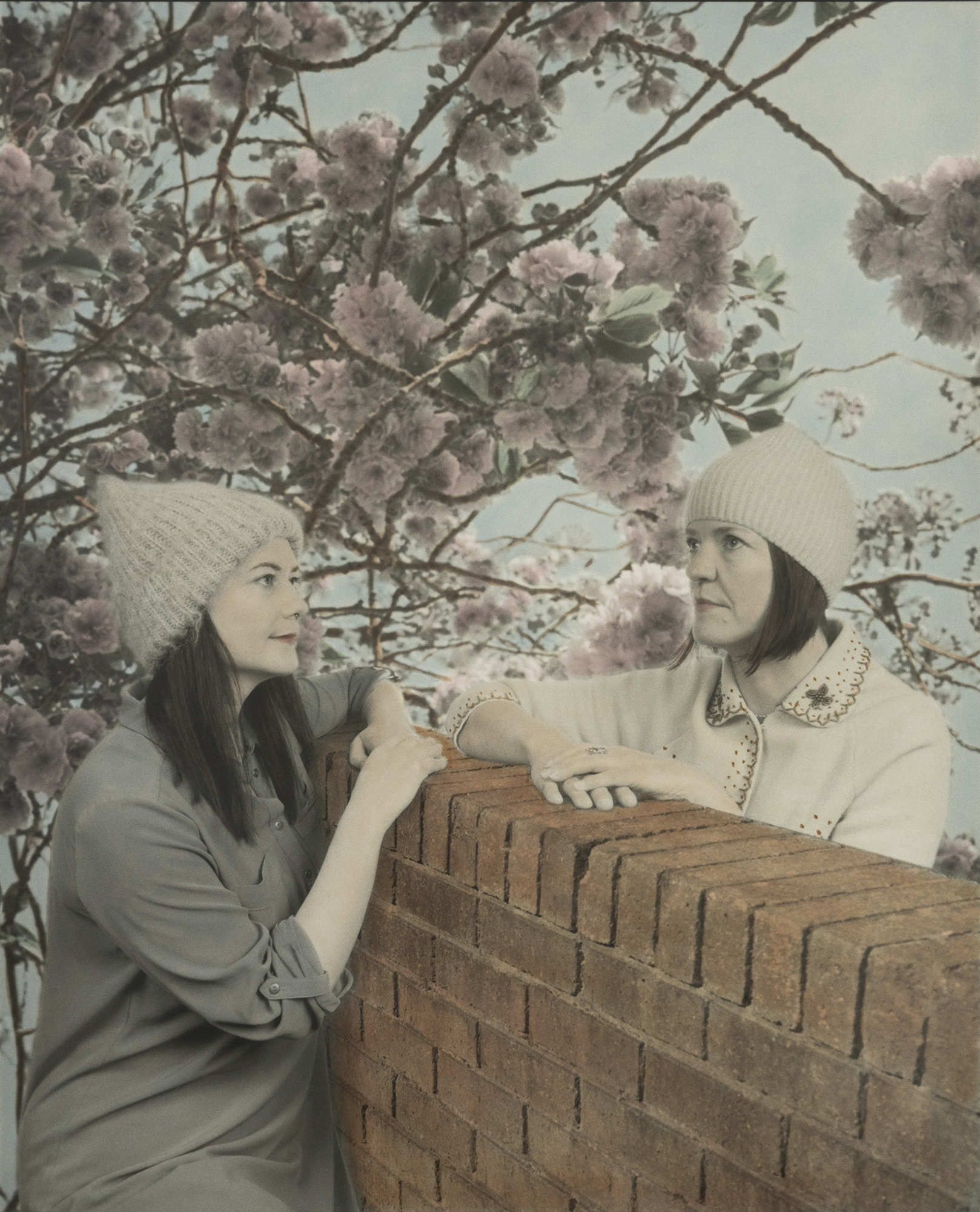 charlotte corrie and christina grogan illustrated in art form looking over a wall at each other with pink blossom tree