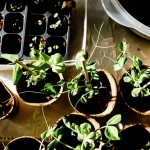 plant pots ona table with small seedlings at the reader