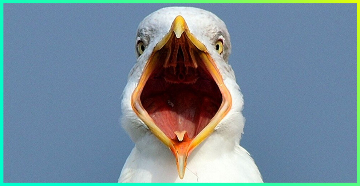 a close up picture of a white seagull with its mouth open wide