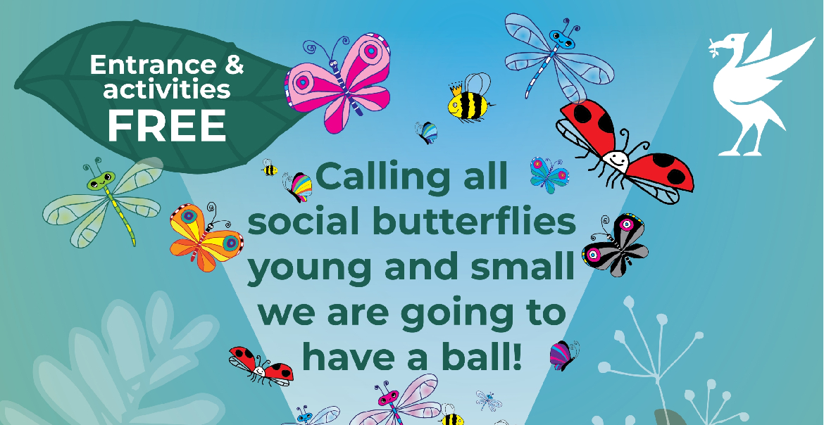 Graphic artwork featuring colourful butterflies and "Butterfly Ball" information.